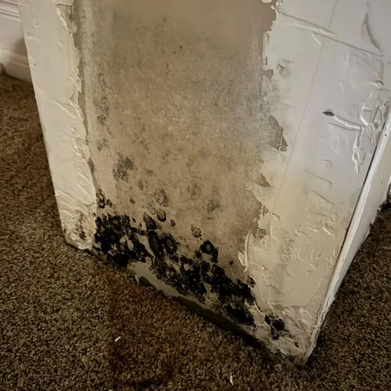 Professional Mold Removal in Peru, IN